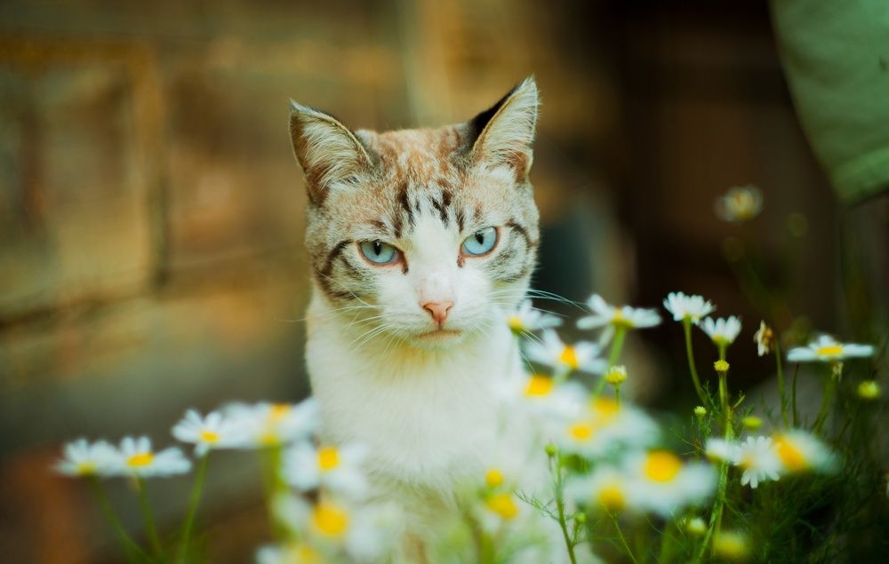 Фотография автора Ivan Karpoff