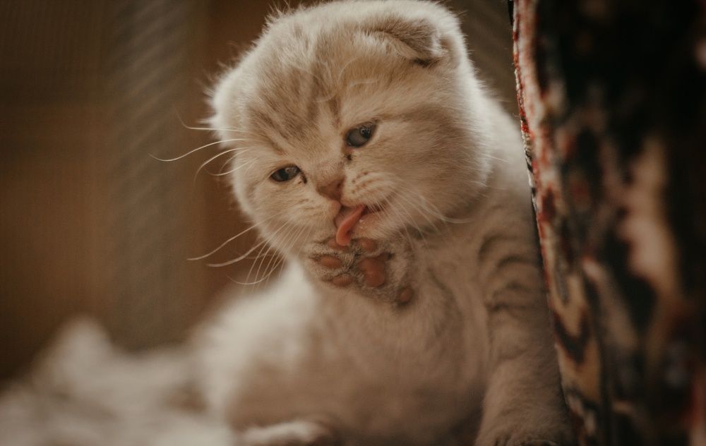 Фотография автора Ivan Karpoff