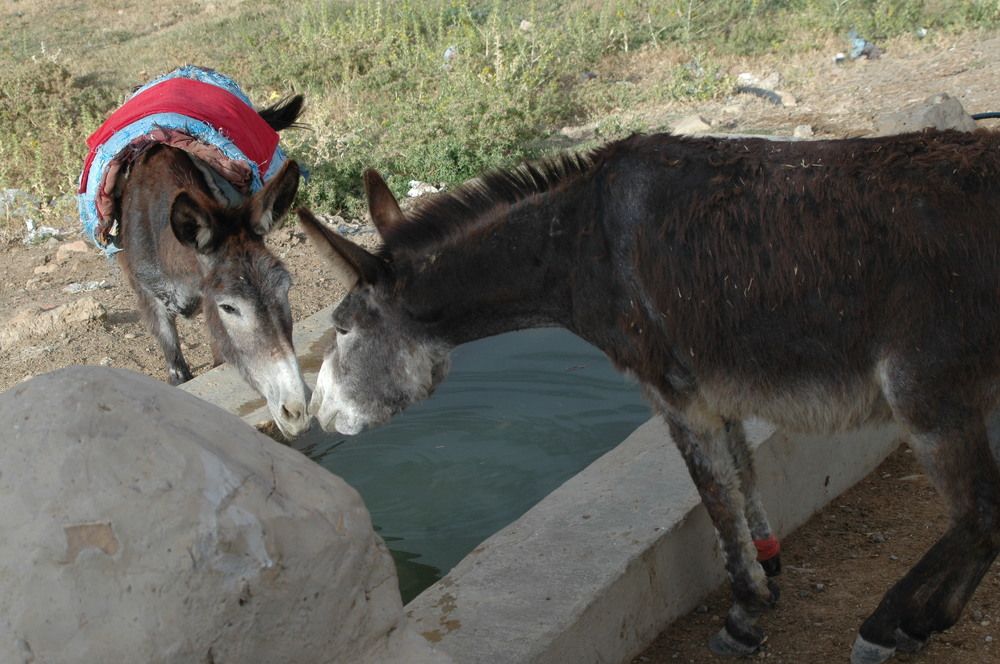 Photograph by bouchouka aissa