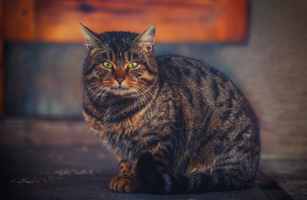 Фотография автора Ольга Попова