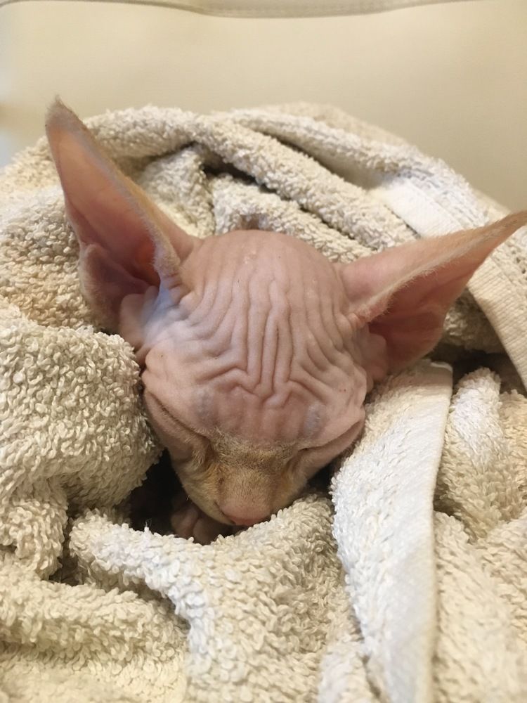 Фотография автора Виктория Балановская