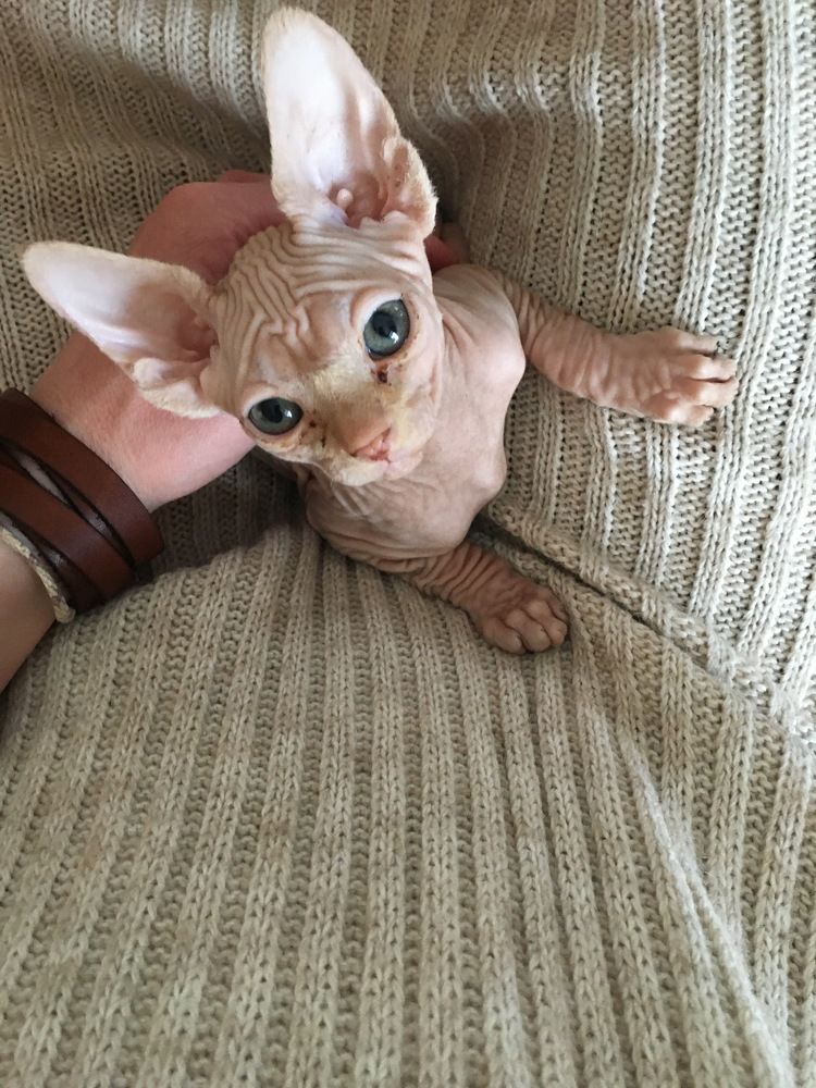 Фотография автора Виктория Балановская