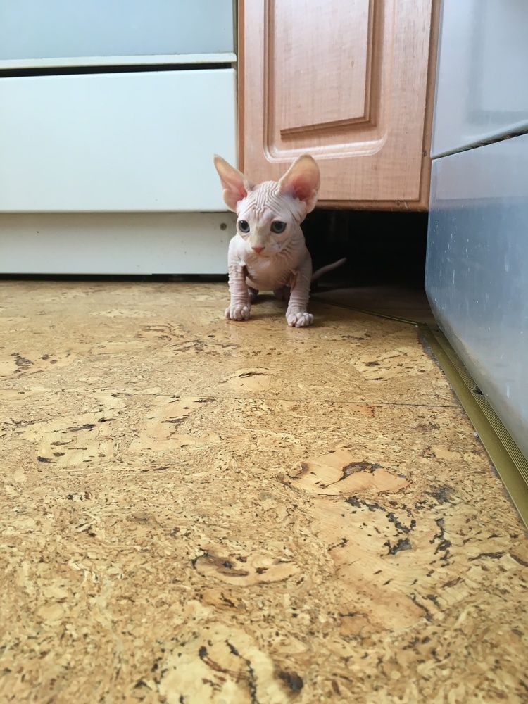 Фотография автора Виктория Балановская