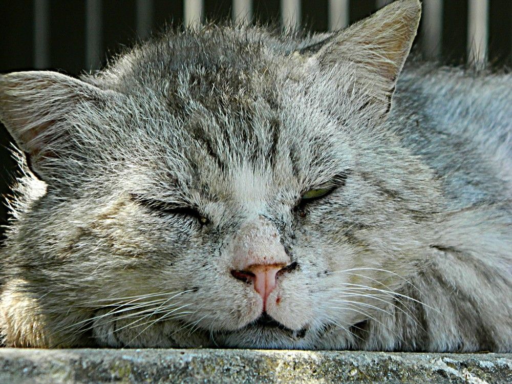 Фотография автора Сергей Рапопорт