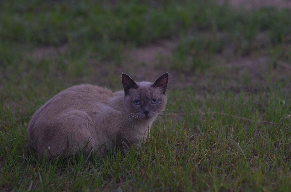 Photograph by Ольга Петровская