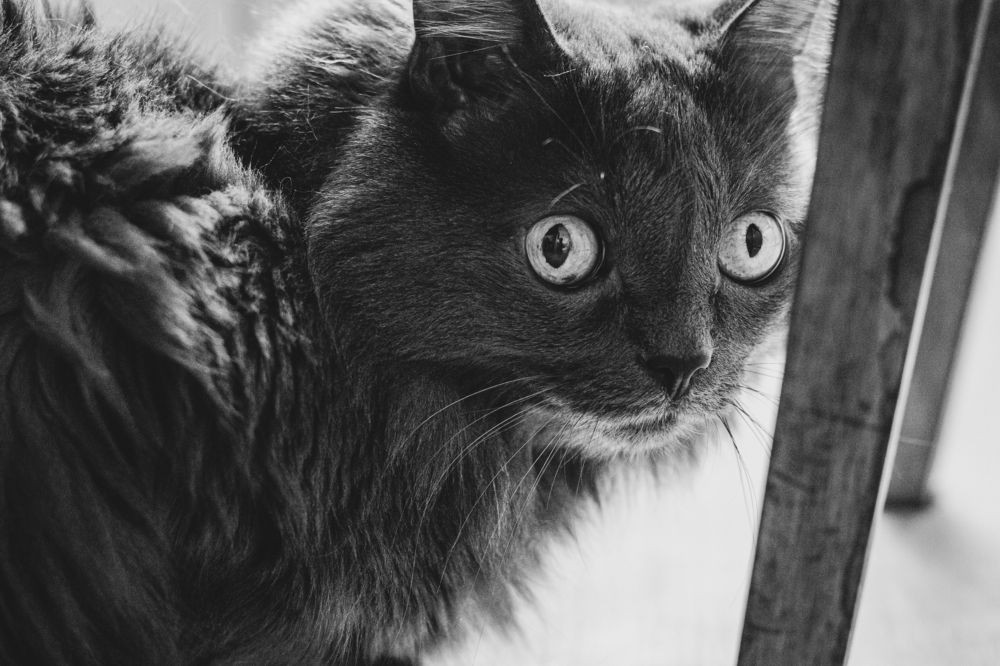 Фотография автора Виктория Балановская