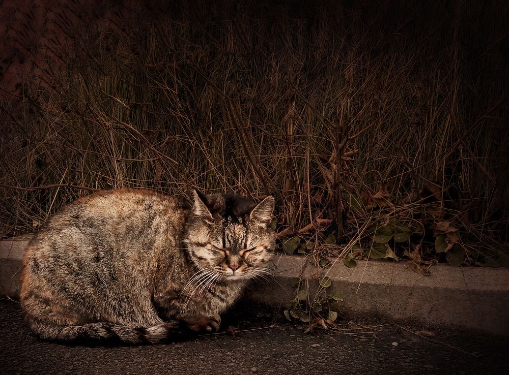 Photograph by Светлана Зубанова