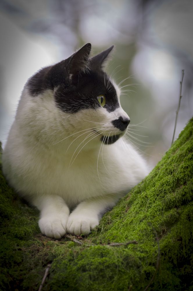 Фотография автора Adaya Iglesias