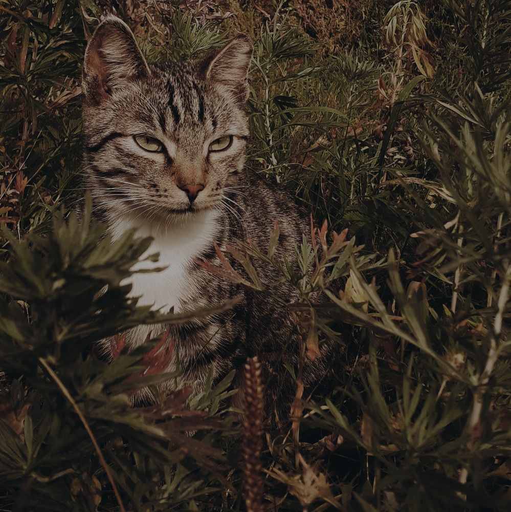 Фотография автора Кристина Присяжная