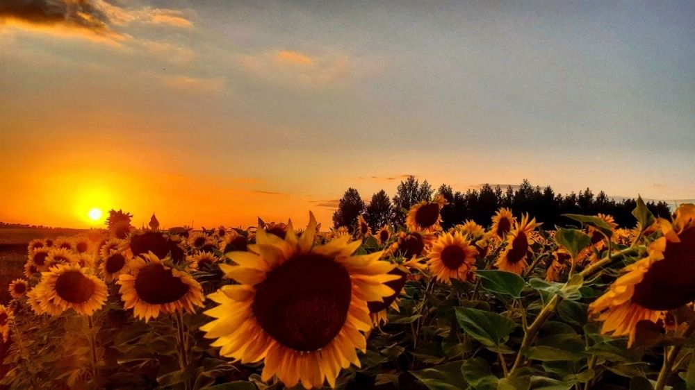 Подсолнухи на закате