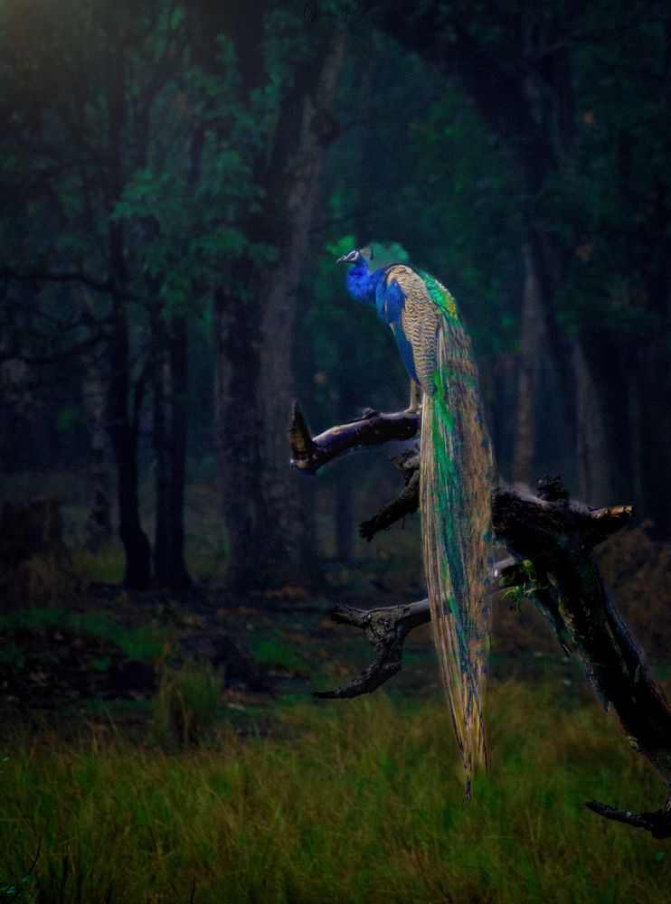 Photograph by Nostalgic Pixelz