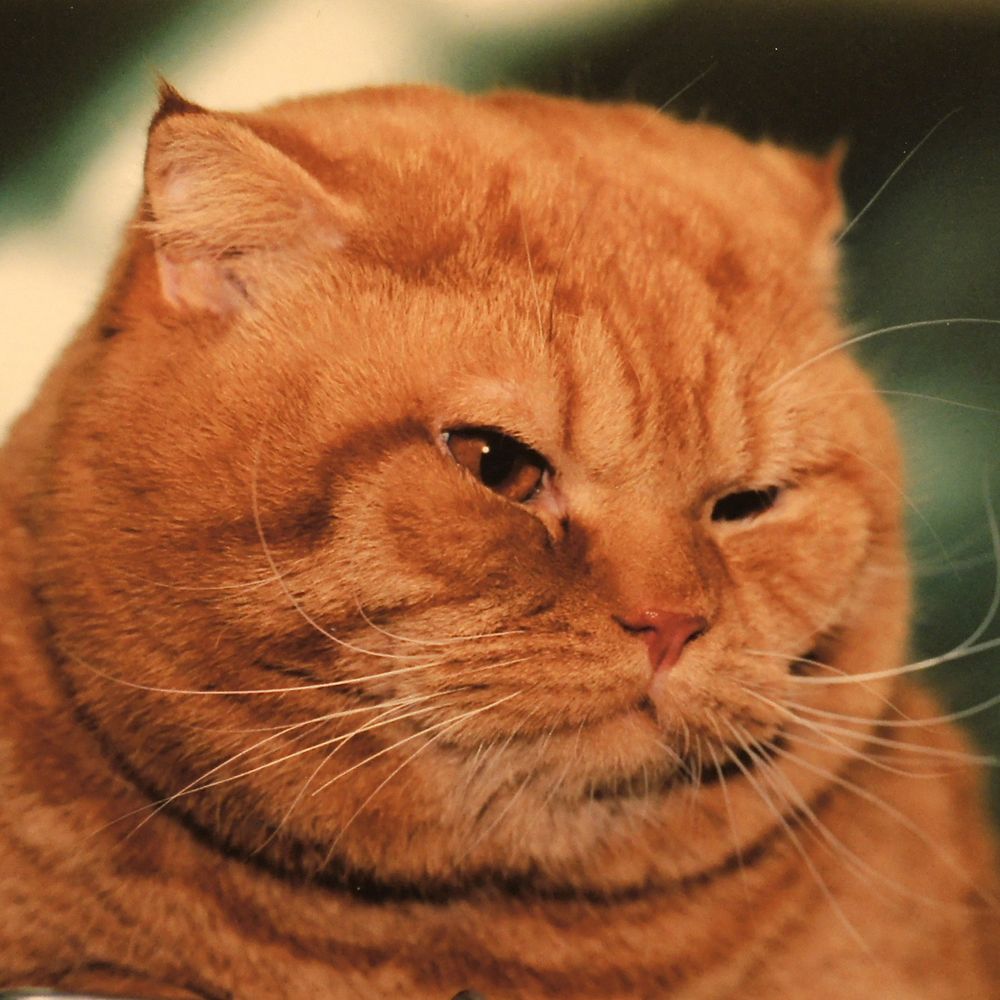 Фотография автора Михаил Копанс