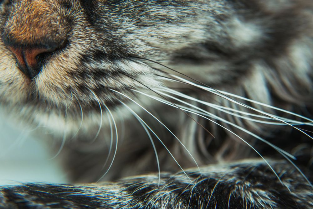 Фотография автора Лейла Матар