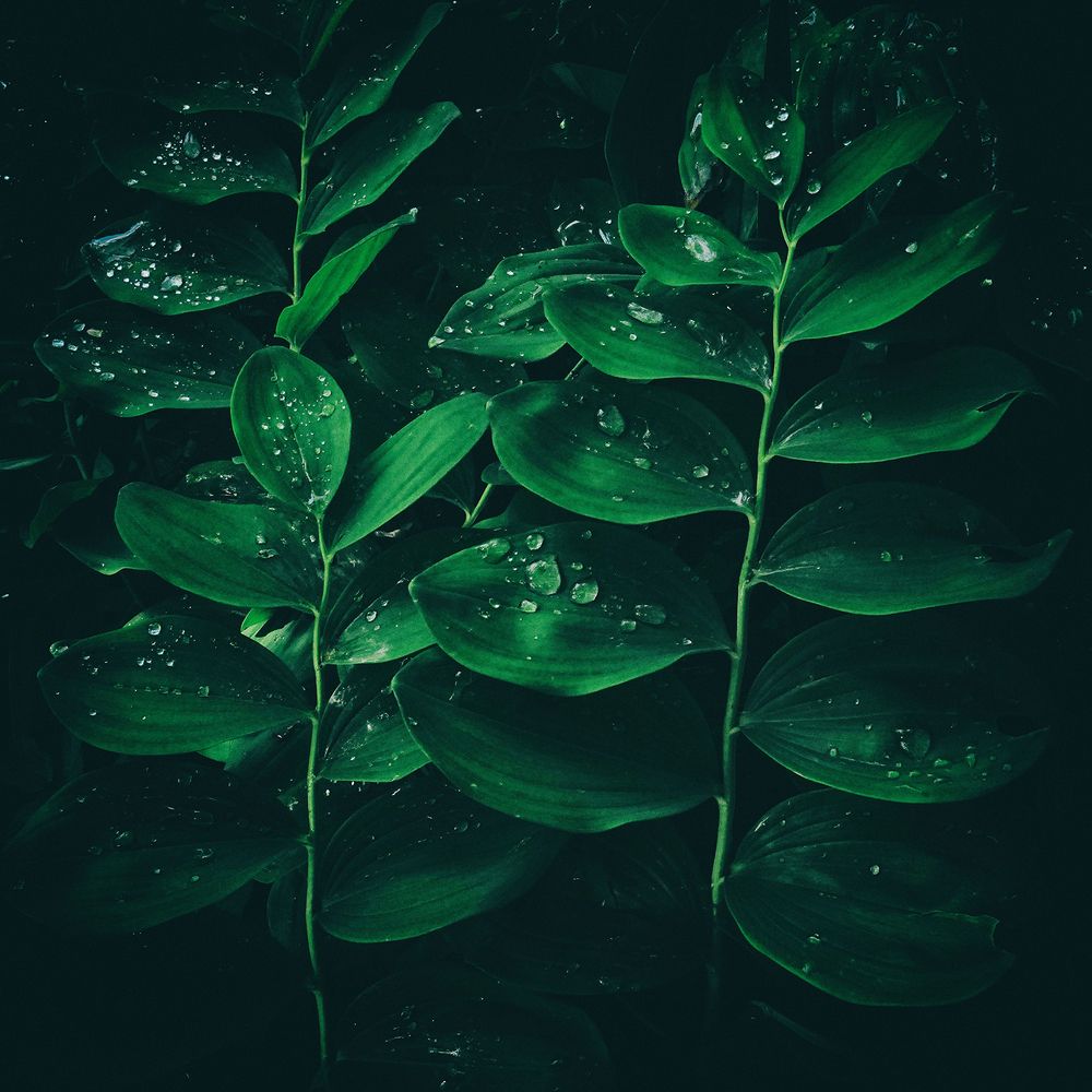 Фотография автора Михаил Копанс