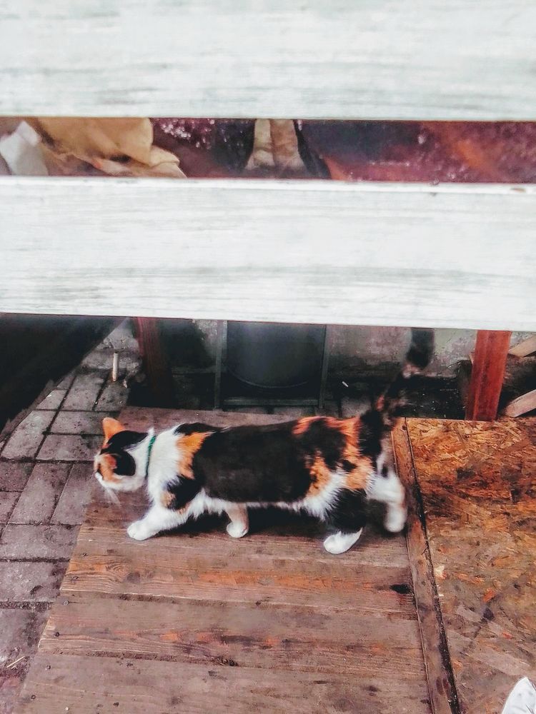 Фотография автора Irina Mihailovskaya