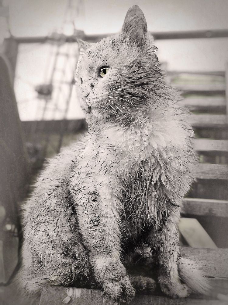 Photograph by Светлана Зубанова