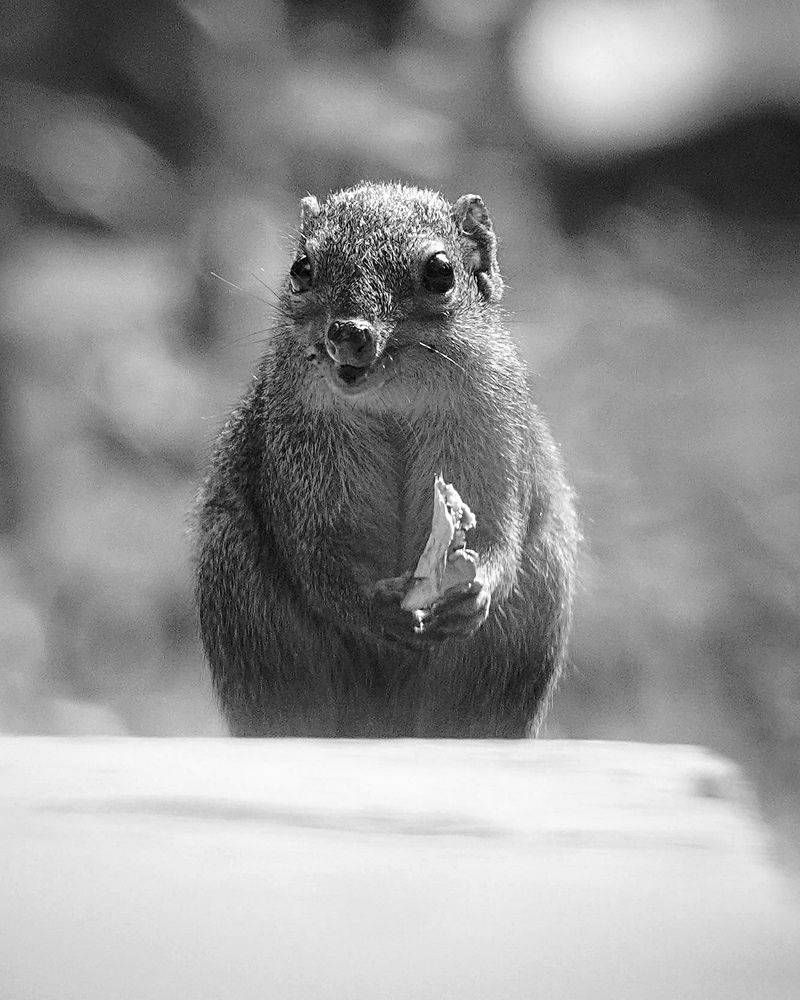 Photograph by Md shahidul Islam