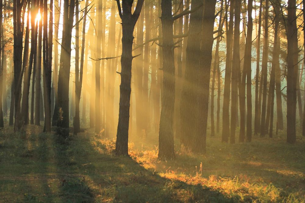 В утренних лучах