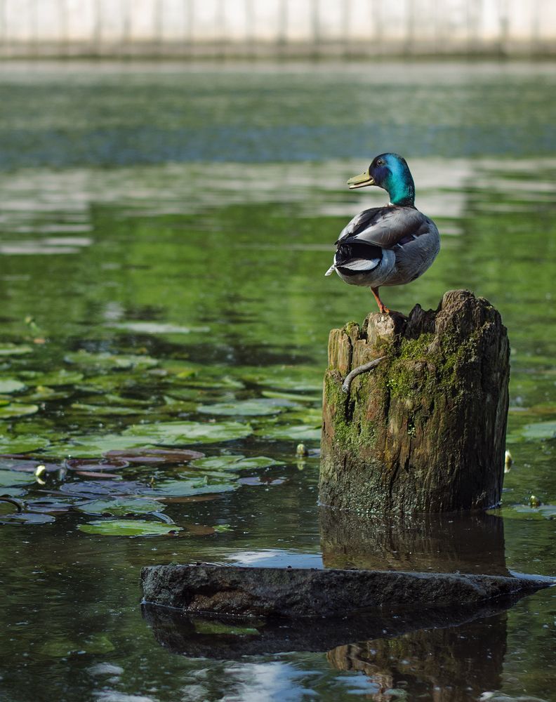 Photograph by Погорелов Сергей