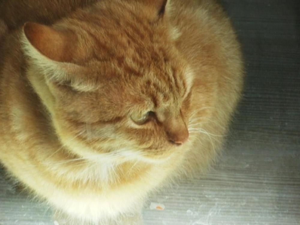 Фотография автора Irina Mihailovskaya