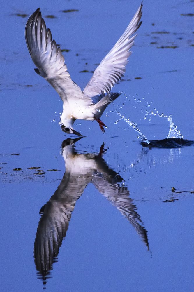 Missed the catch but not the shot