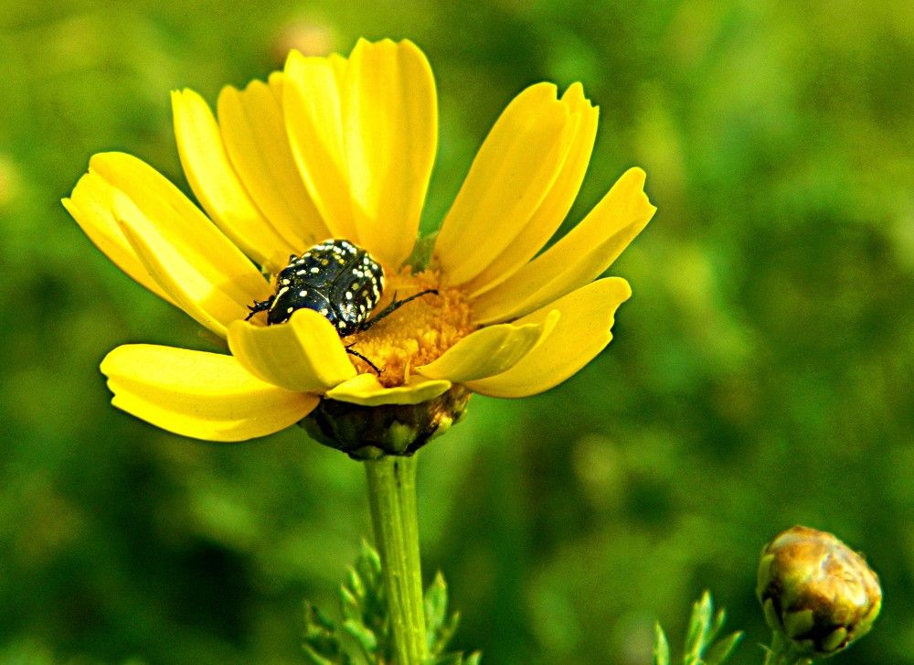 Фотография автора Сергей Рапопорт