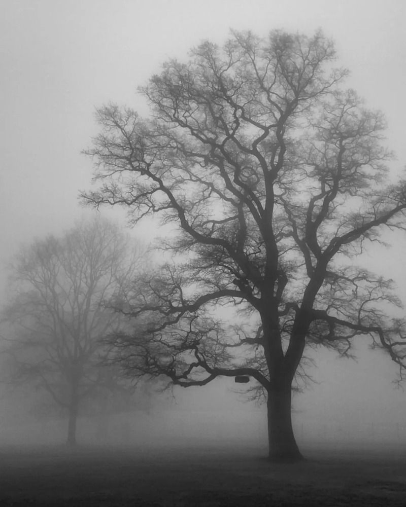 Photograph by Cozma Mihaela