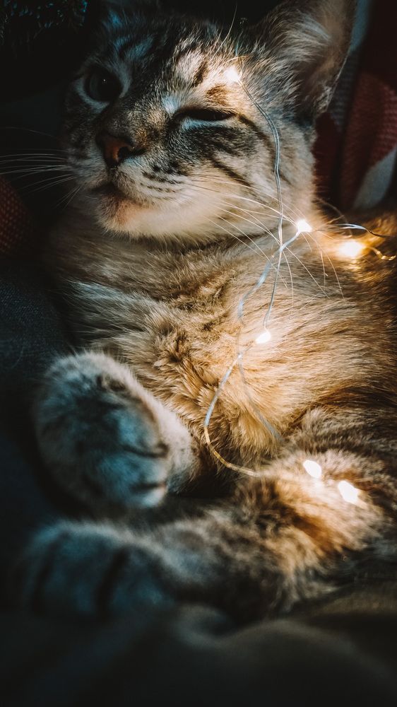 Фотография автора Юлия