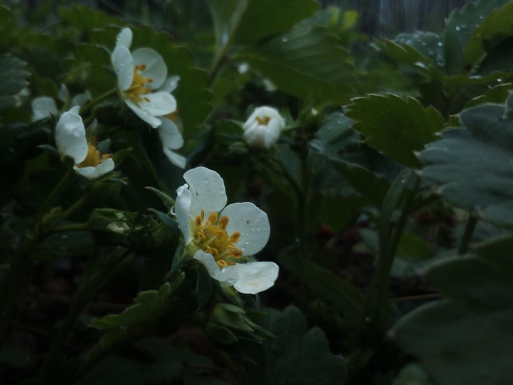 Земляника. 21.04.2023