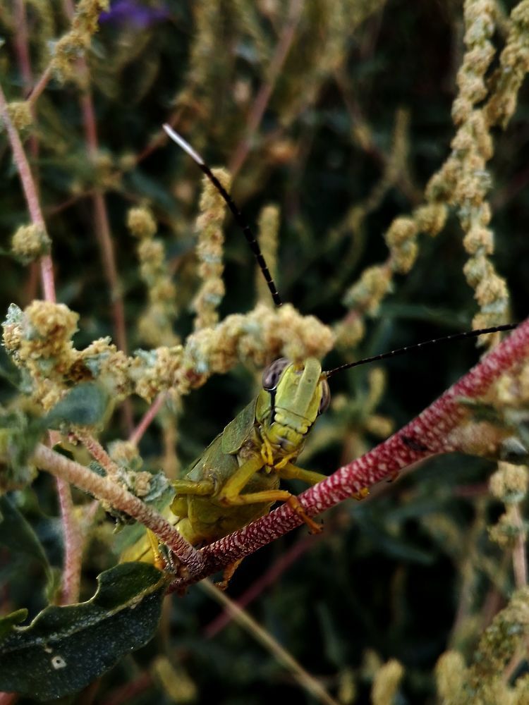 Кузнечик. 11.09.2022