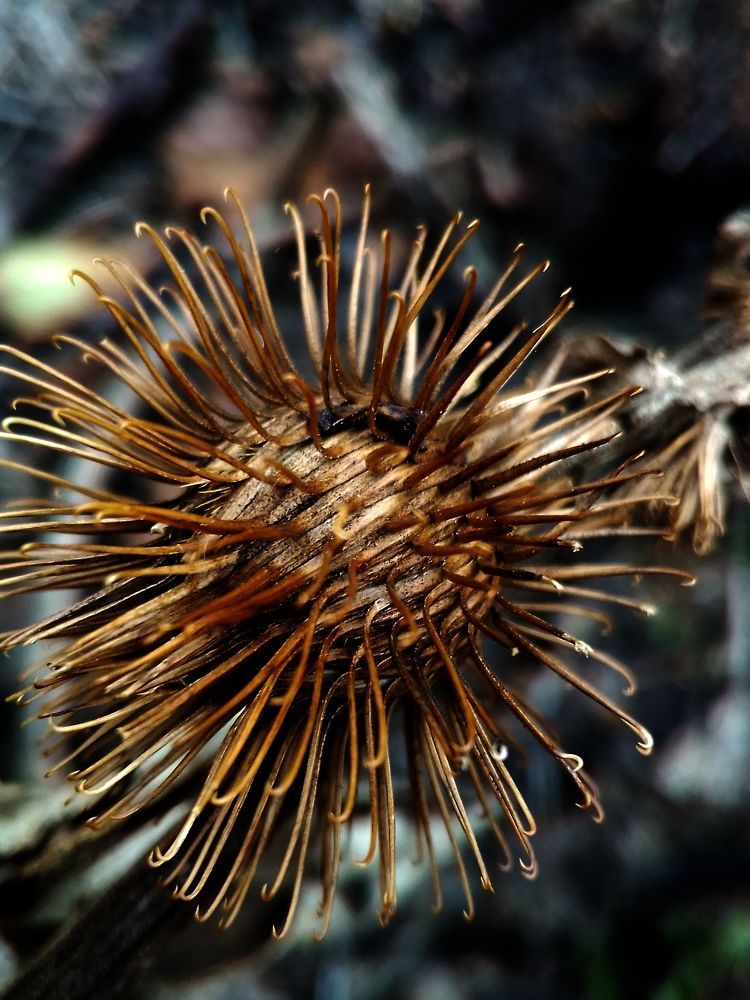 Репейник. 19.09.2023