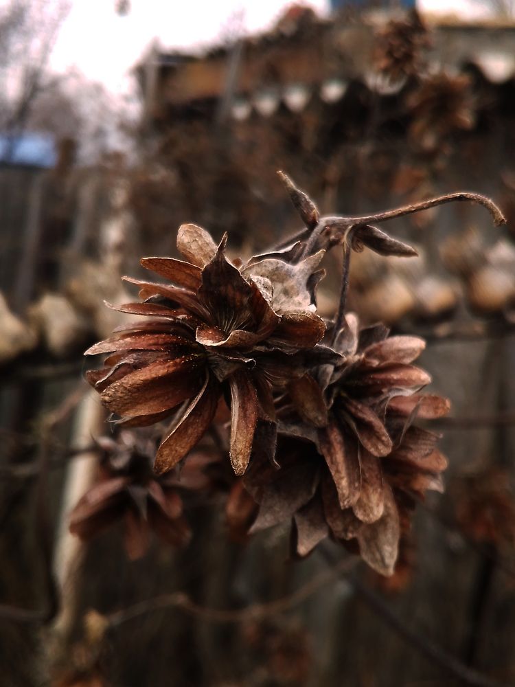 Хмель. 24.11.2022