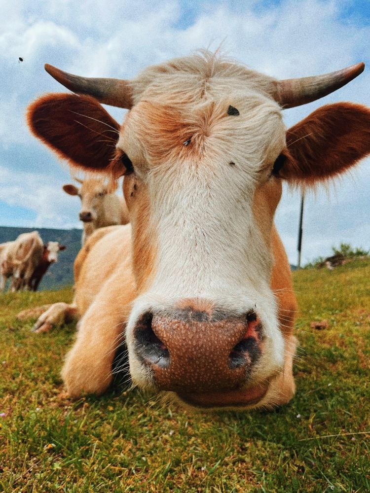 Фотография автора ханзаза