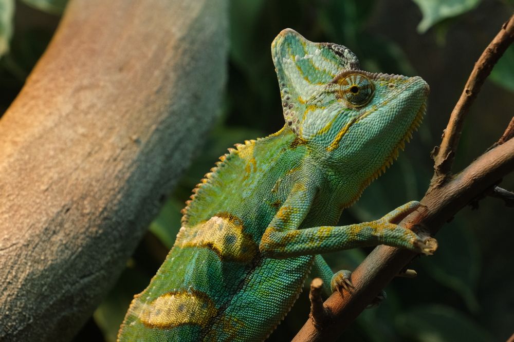 Photograph by Василий Коваль