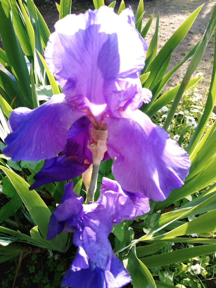 Улыбающийся ирис