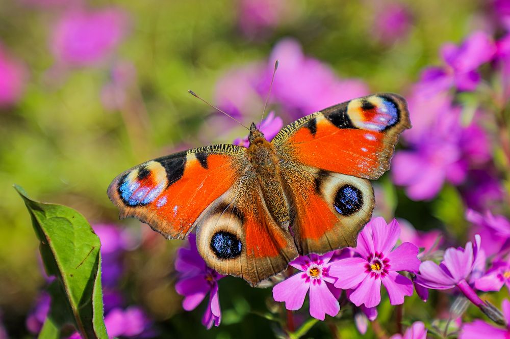 Фотография автора Юрий Фефилов