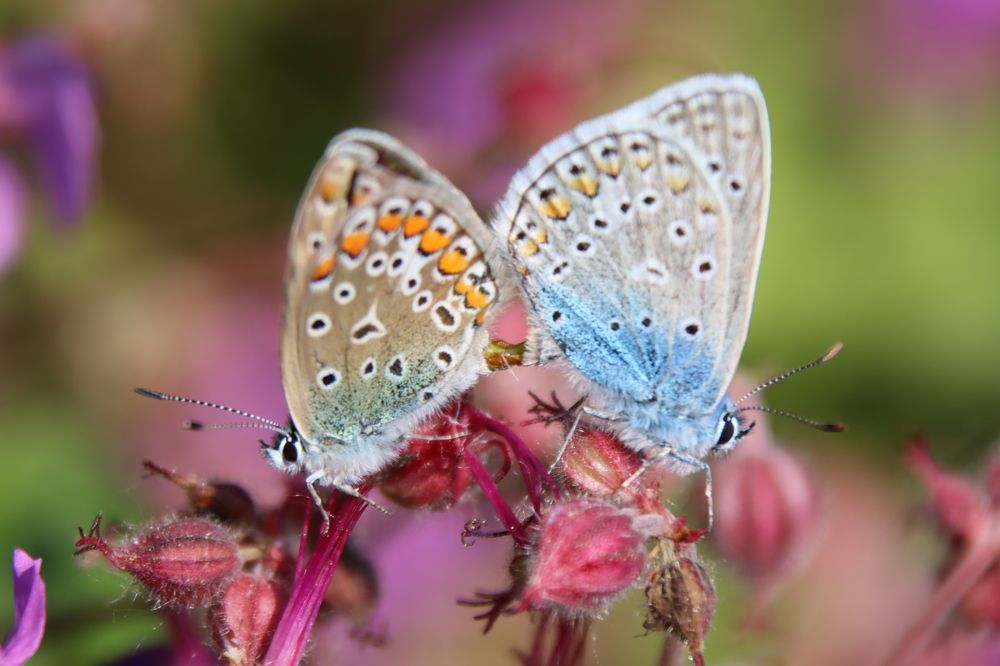 Photograph by Safet Hasanoski