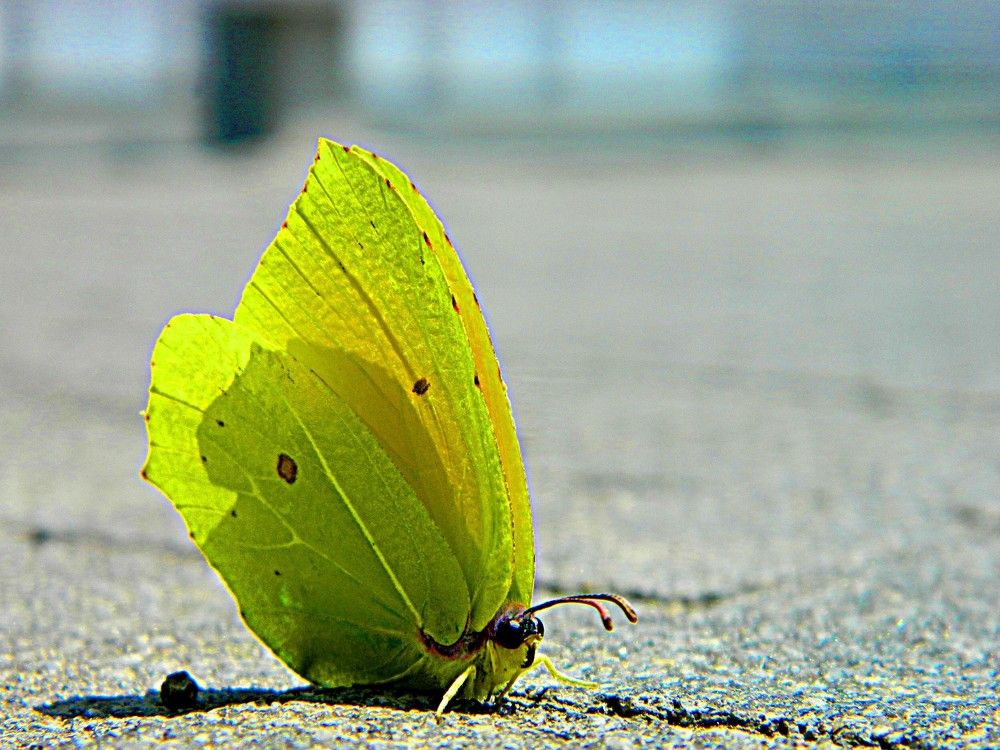 Фотография автора Сергей Рапопорт