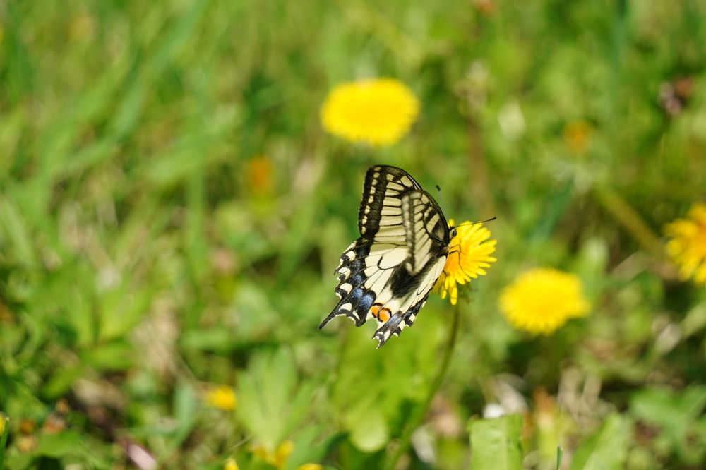 Photograph by Диана Герасимова