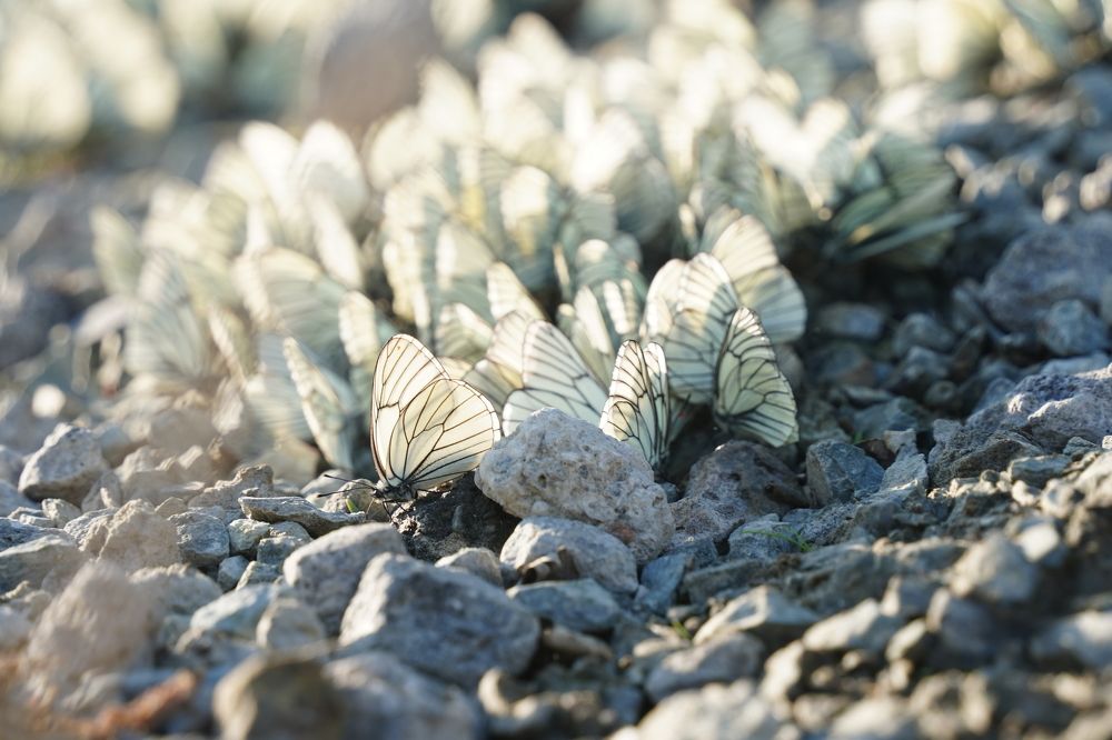 Photograph by Диана Герасимова