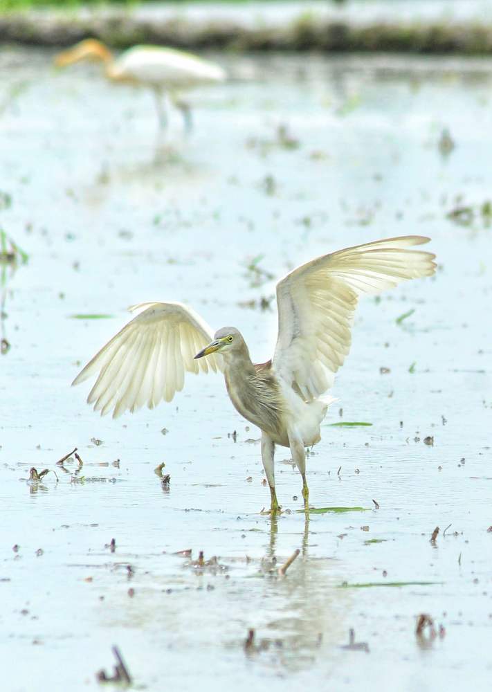 Photograph by Joy Mohonto