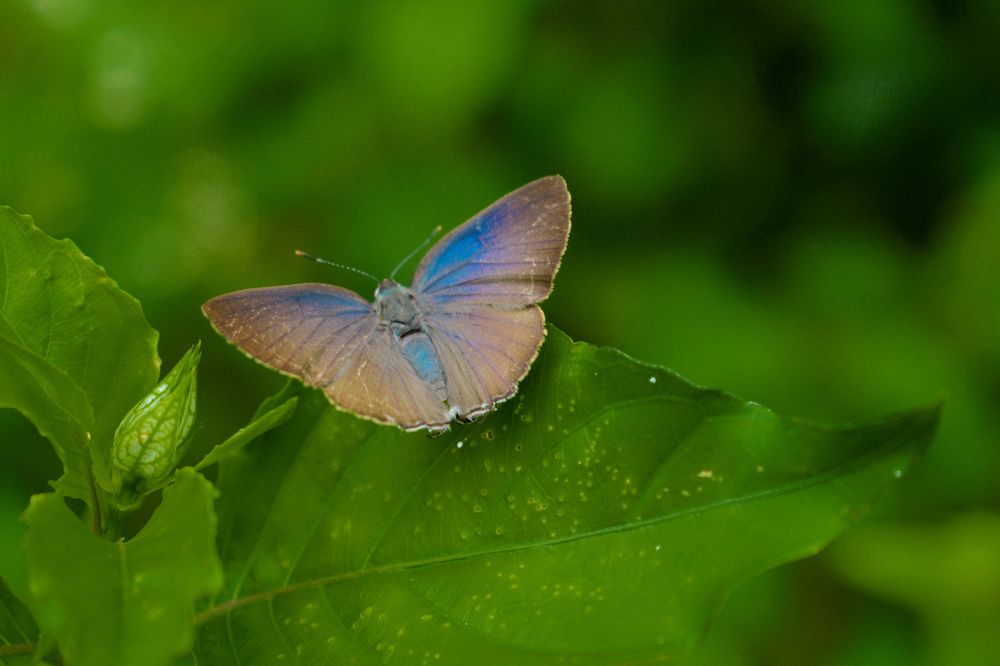 Photograph by Anbazhagan