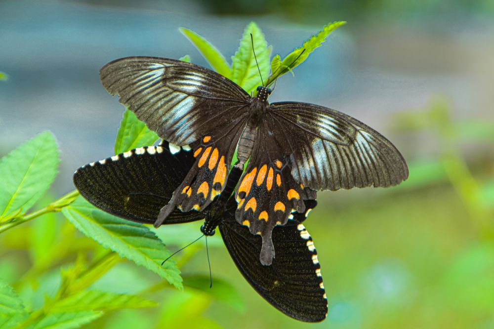 Photograph by Anbazhagan