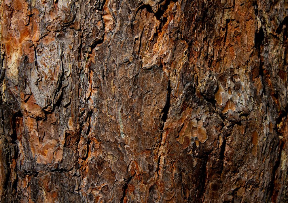 Photograph by Vladimir Voronyuk