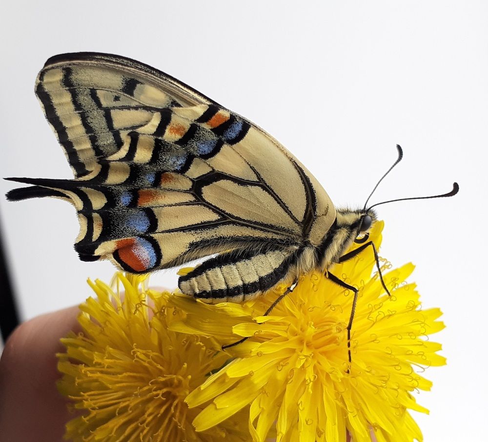 Фотография автора Кристина Присяжная