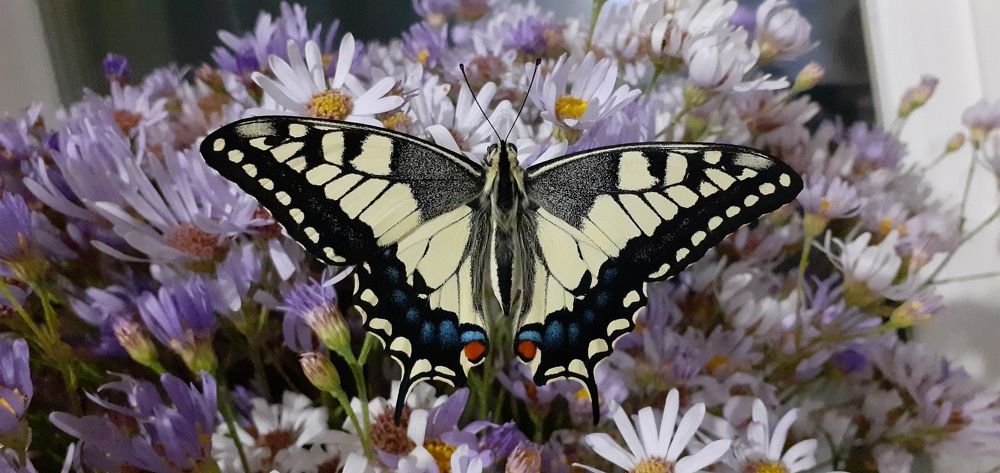 Фотография автора Кристина Присяжная