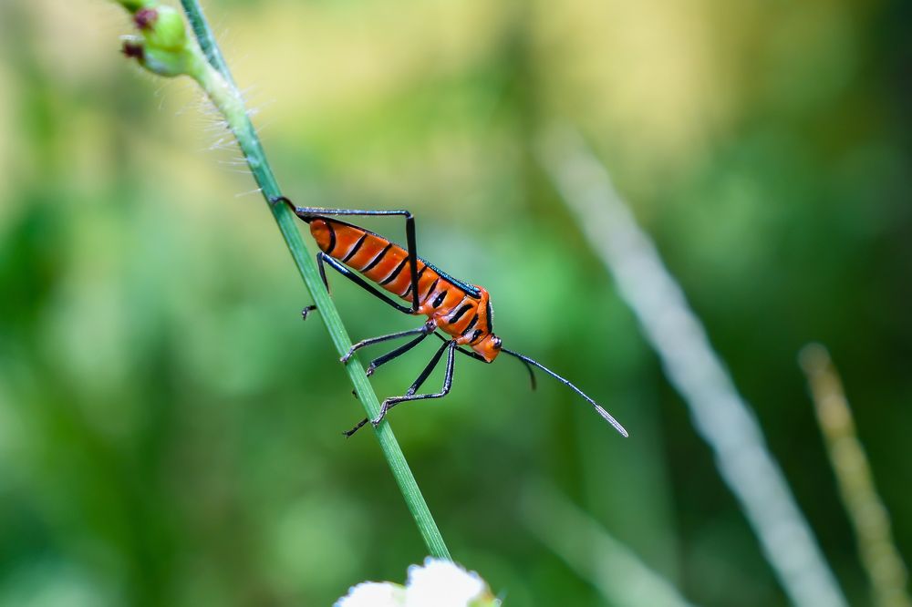 Fotografia no meu quintal