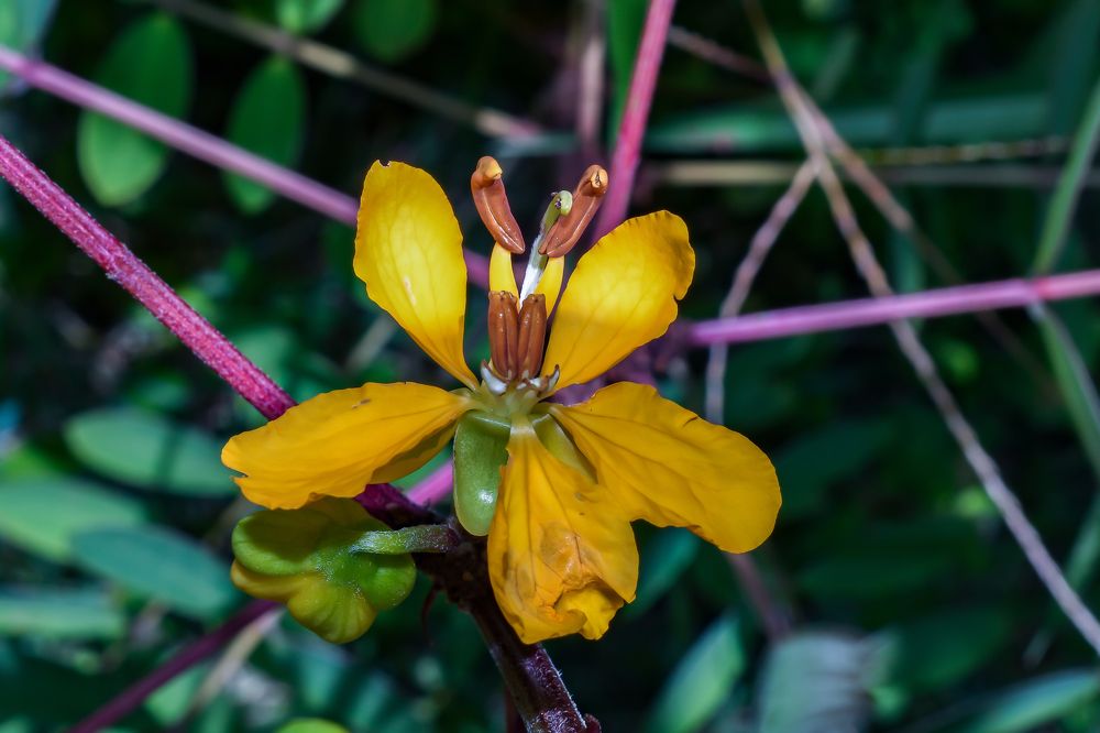 Fotografia no meu quintal - Flores