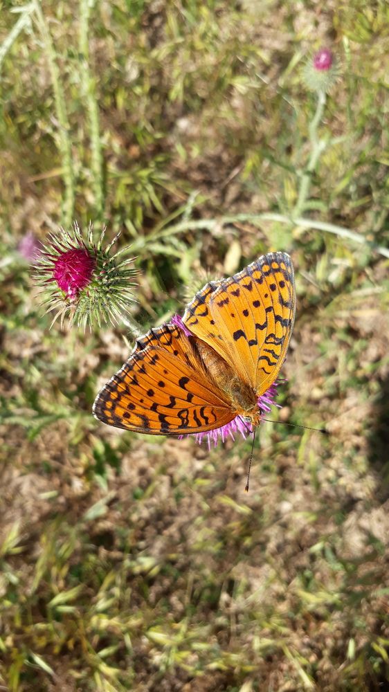 Photograph by Abdollah Fallah