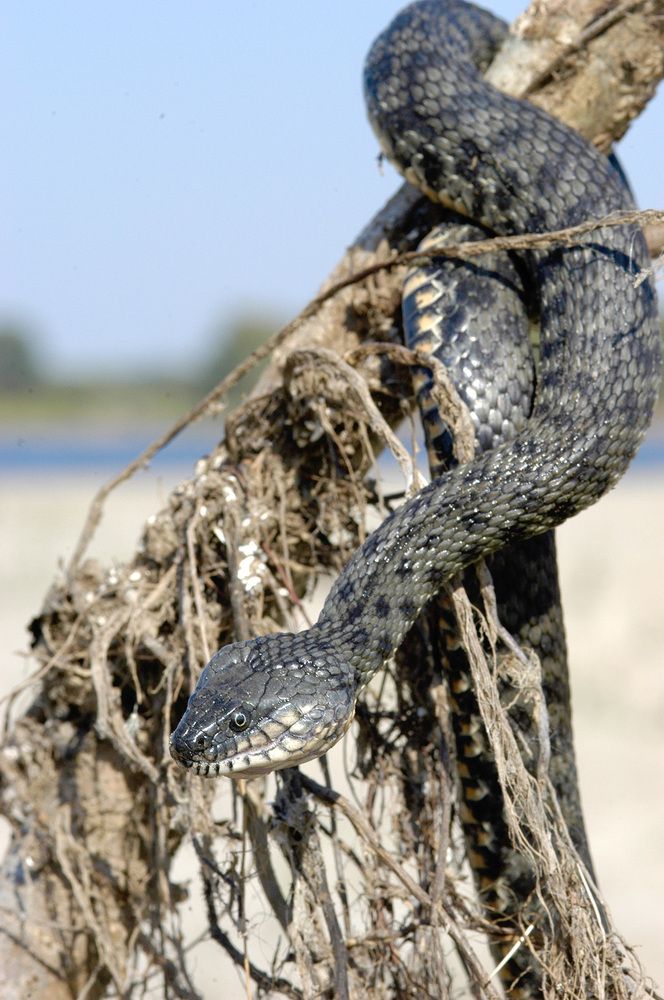 Фотография автора Михаил Копанс